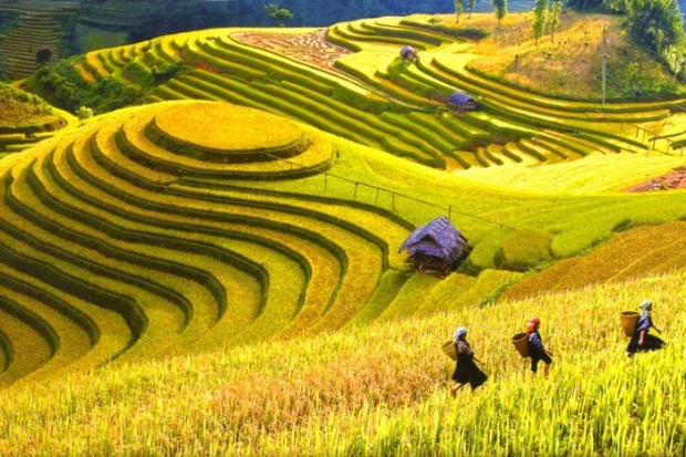 Du lịch tháng 9 nên đi đâu - Sapa mùa lúa chín