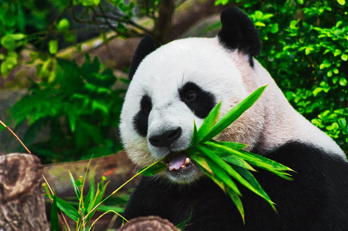 Khu vực cổng chính Thảo Cầm Viên