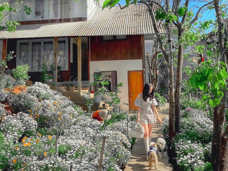 Không gian homestay Đà Lạt giữa đồi thông