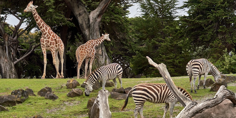 Vinpearl Safari Phú Quốc với xe tham quan thú săn mồi