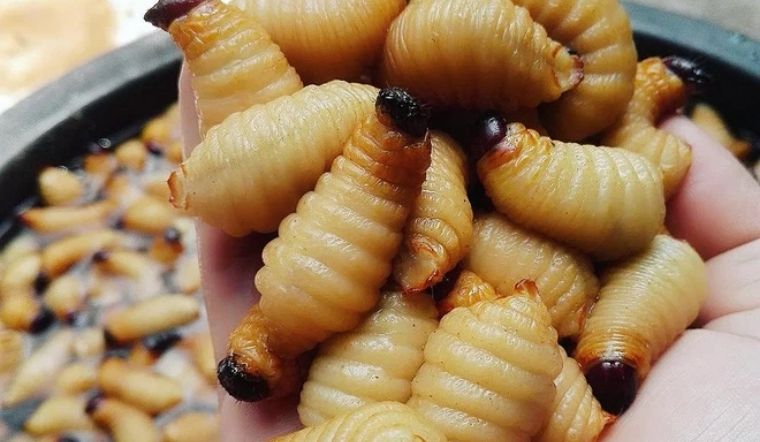 Đuông dừa - món ngon đặc sản miền Nam