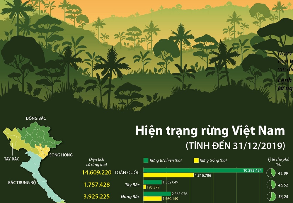 Hệ sinh thái rừng đóng vai trò điều hòa khí hậu và lưu giữ nguồn gen quý