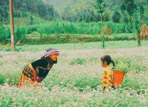 Hoa tam giác mạch Hà Giang