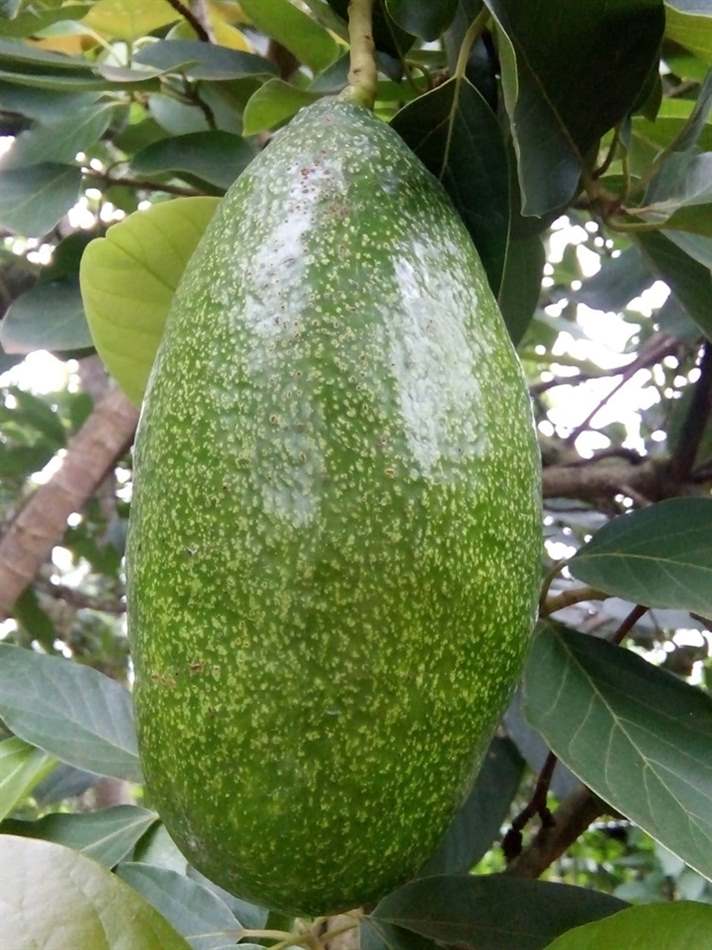 Món ngon đồng bằng Bắc Bộ