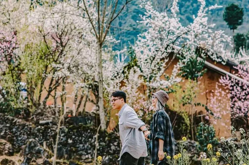 Cảnh đẹp Hà Giang mùa xuân với hoa đào và hoa mận nở rộ trên sườn núi