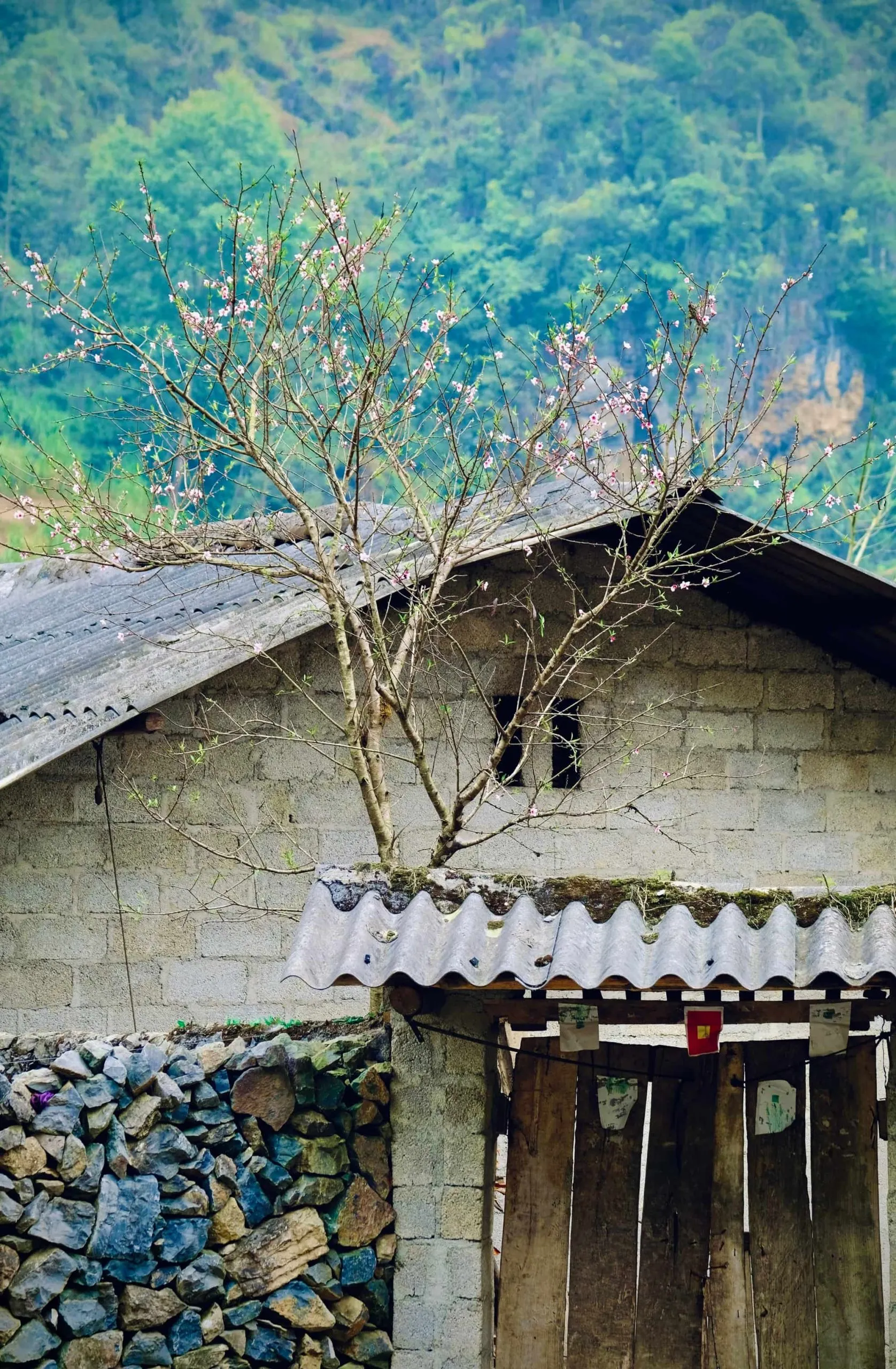 Mùa xuân mang nét đẹp an yên ở Hà Giang.