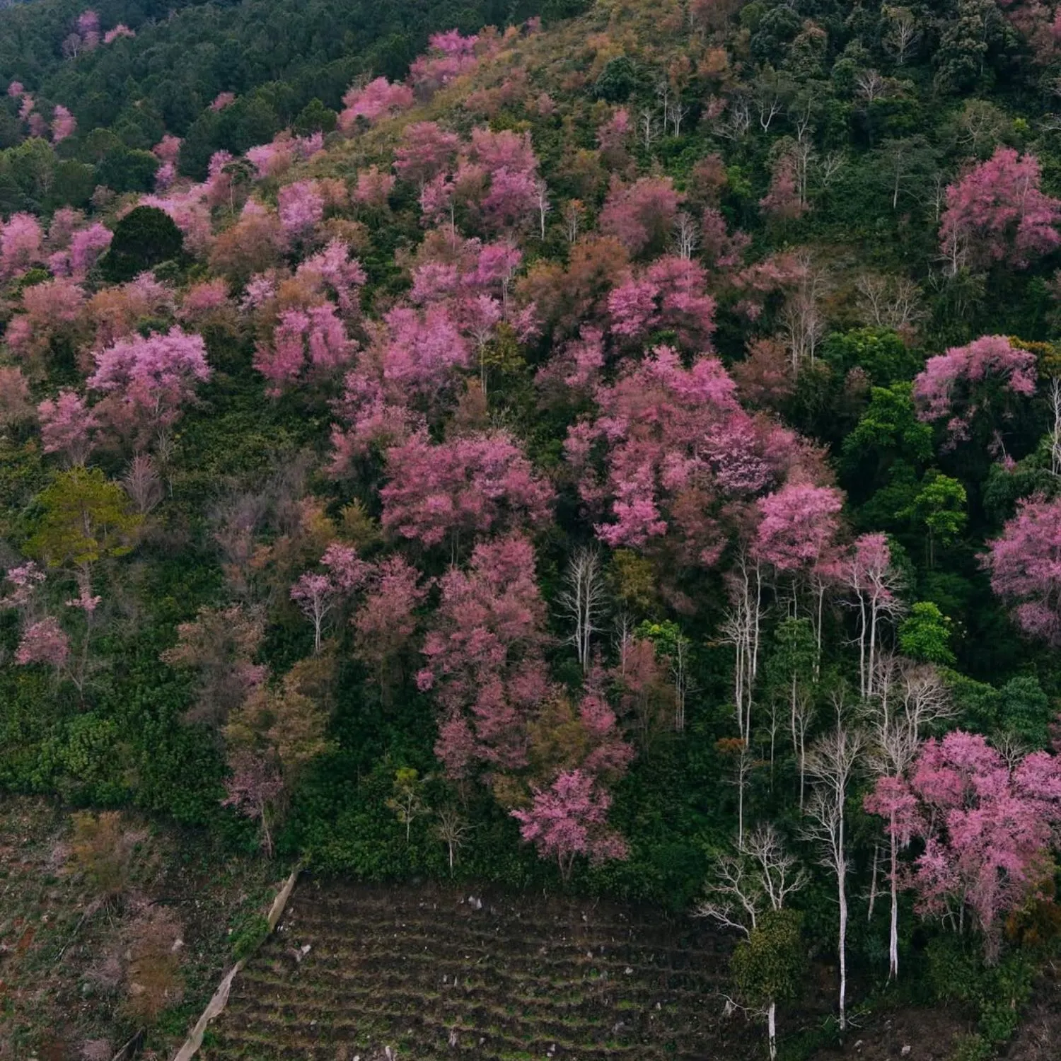 Hoa anh đào nở rộ tại Mộng Đào Nguyên