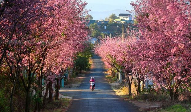 Tour du lịch Đà Lạt Tết 2023 - mùa xuân Đà Lạt