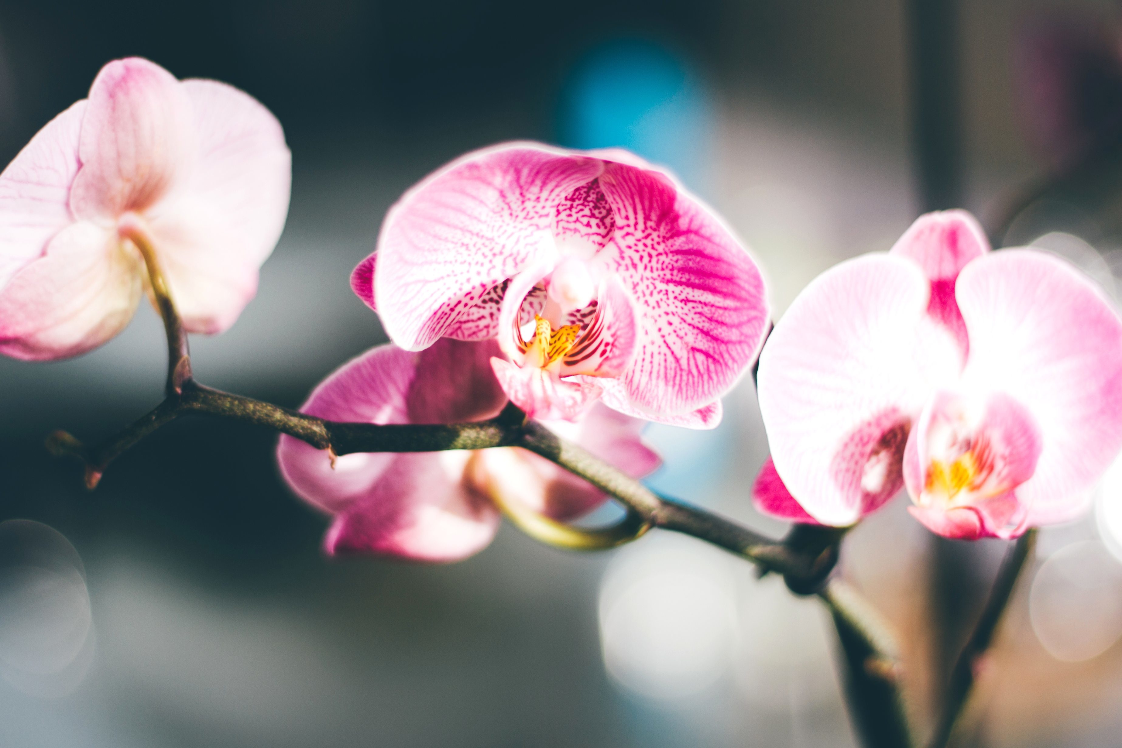 Hoa cẩm tú cầu nở rộn ràng mùa mưa Đà Lạt