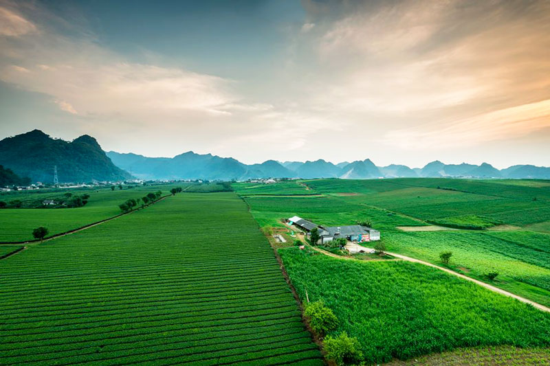 Đồi chè Mộc Châu mùa thu