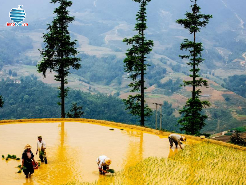 Ruộng bậc thang Sa Pa