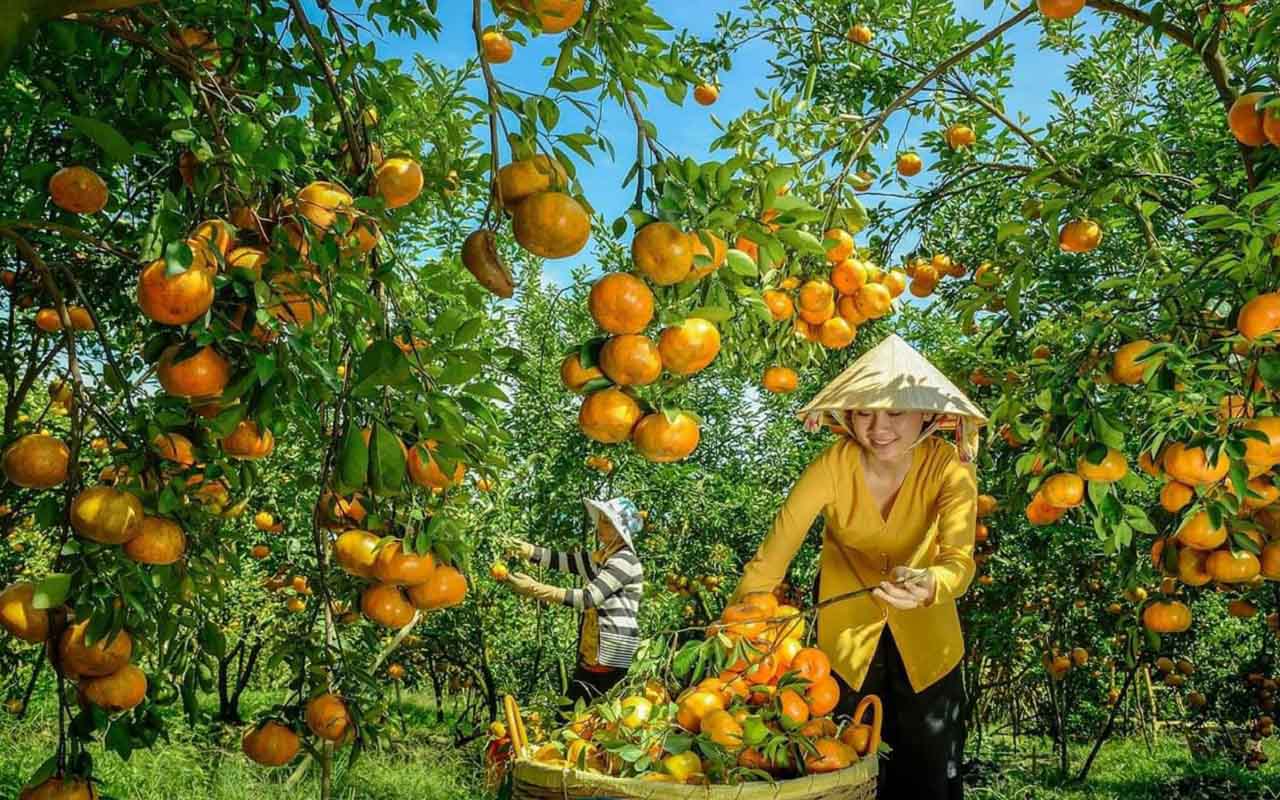 Quýt hồng Lai Vung