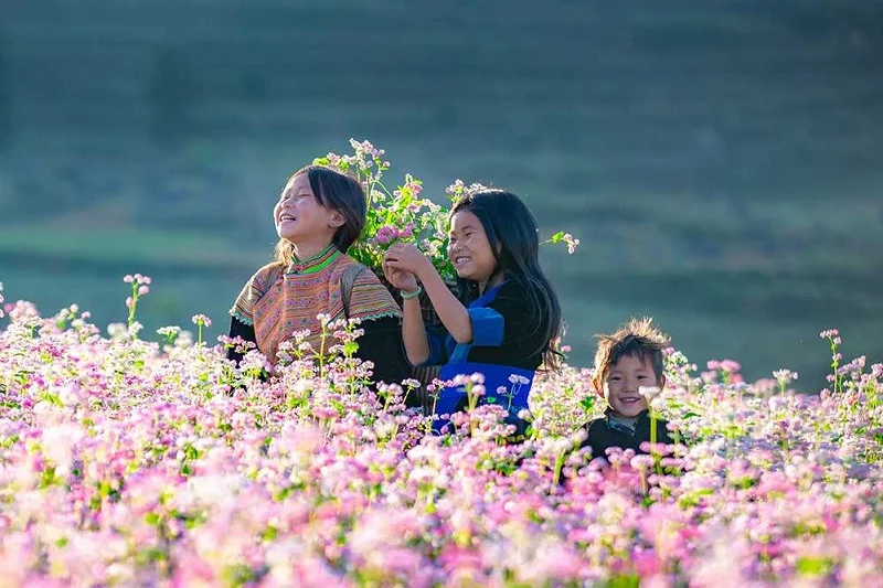 Mùa thu Hà Giang với hoa tam giác mạch tím hồng rực rỡ