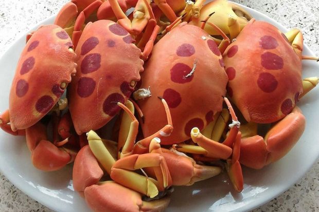 Cua mặt trăng đặc sản quý hiếm của đảo Phú Quý