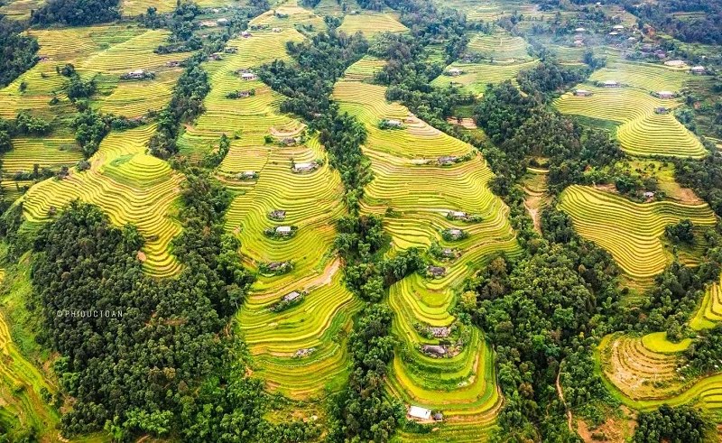 Ruộng bậc thang Hoàng Su Phì mùa lúa chín vàng óng nhìn từ trên cao