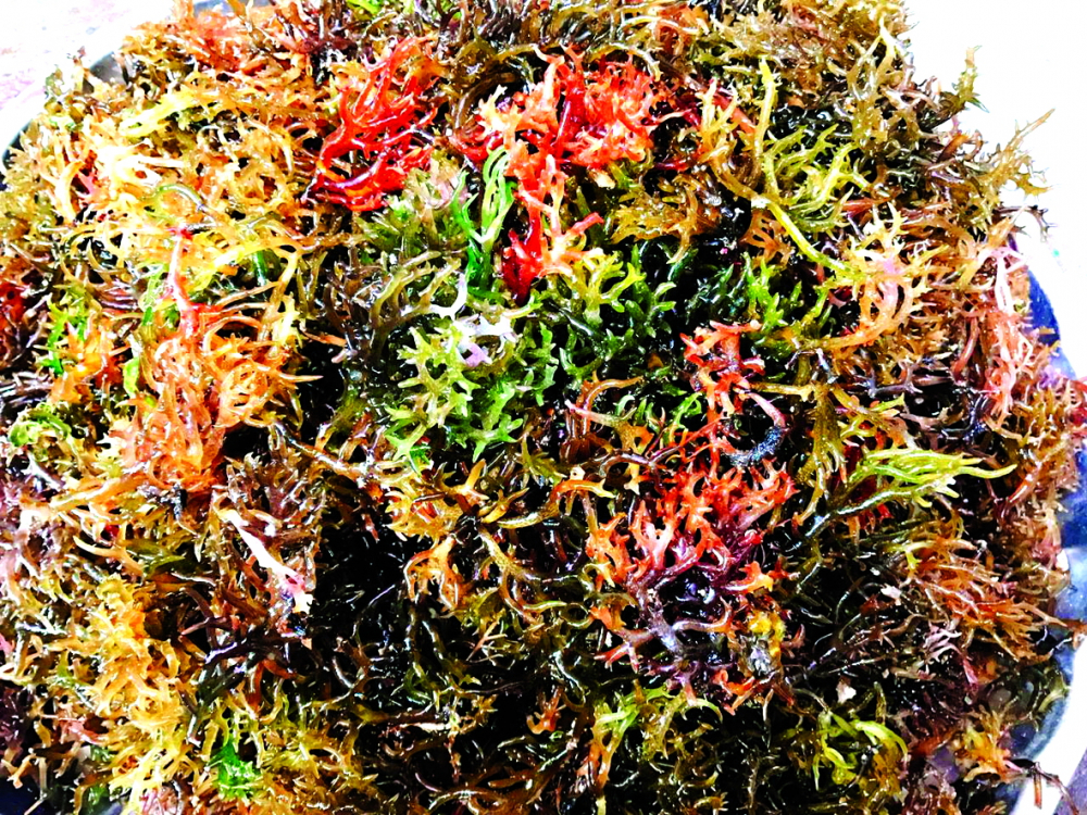 Rau cúm phản ánh sự gắn bó giữa con người Lý Sơn với biển cả