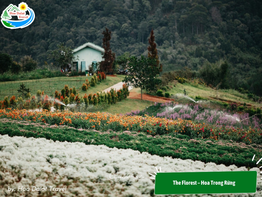 The Florest trên cung Cam Ly Tà Nung Đà Lạt