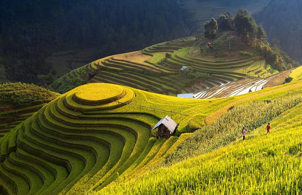 Mùa lúa chín tháng mấy