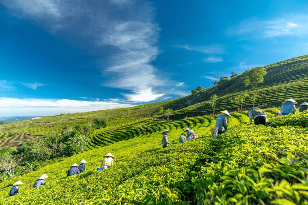 Đồi chè Cầu Đất trong sương sớm