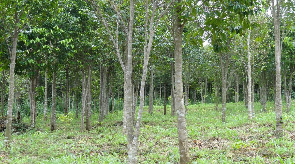 Gợi ý cách phân biệt trầm hương Khánh Hòa thật giả cho người mới