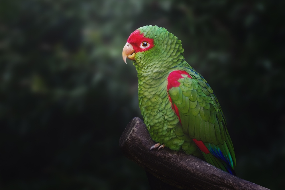 Loài vẹt mào đỏ Red-spectacled Amazon hiếm hoi