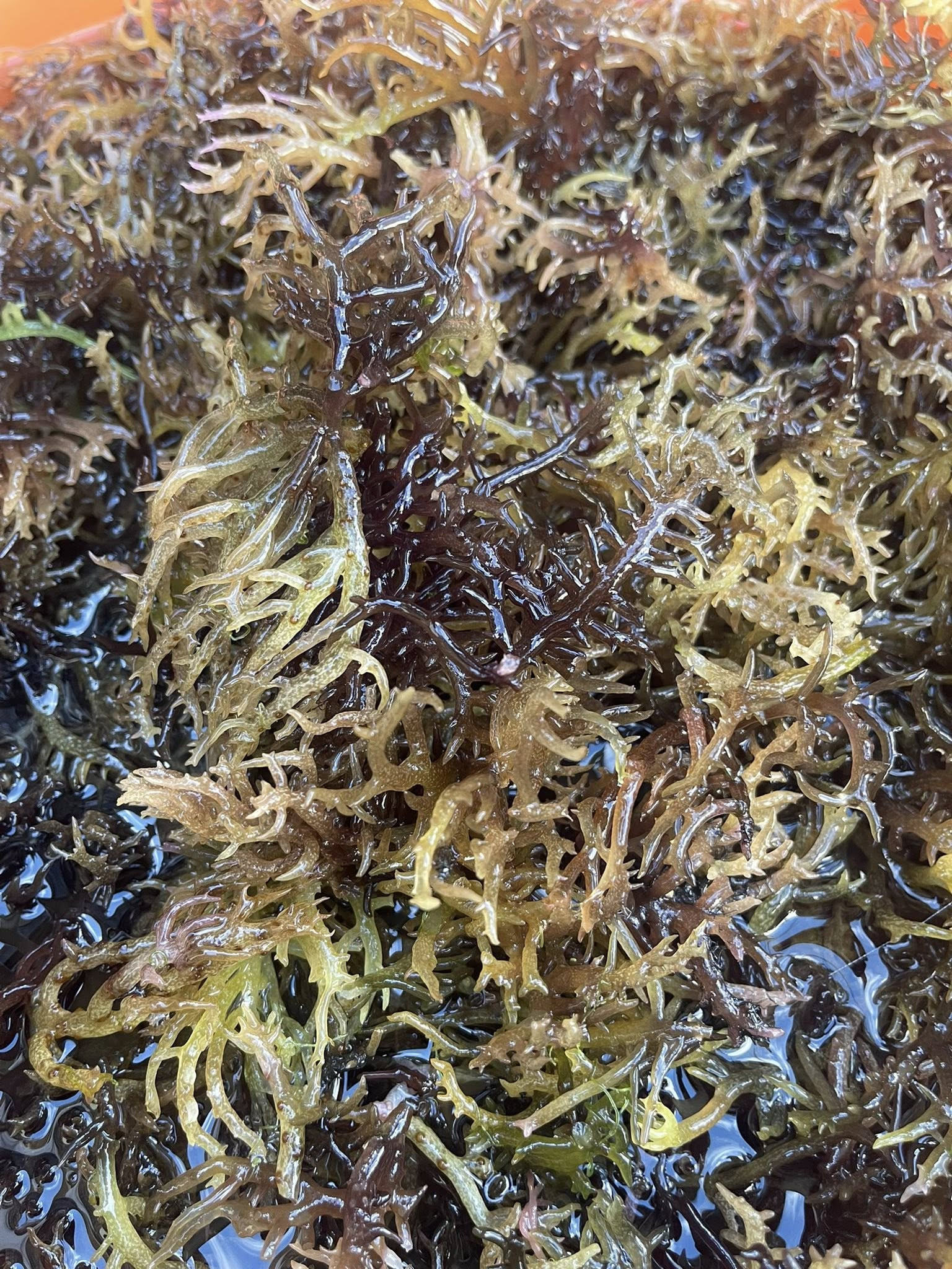 Rau cúm có nhiều màu sắc như xanh, hồng và tím rất bắt mắt