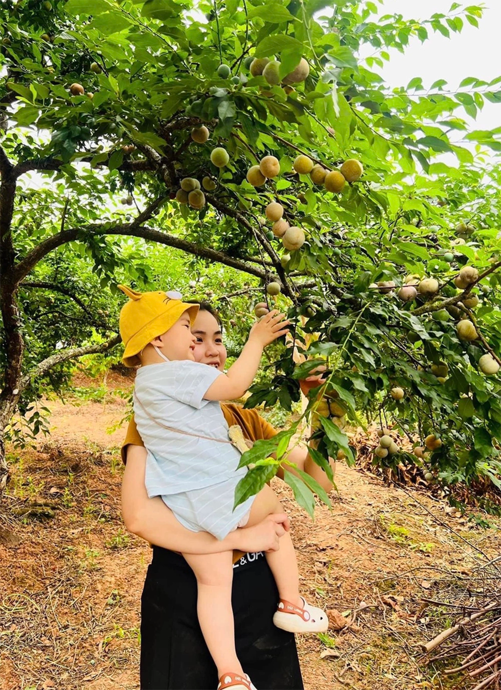 Mộc Châu xanh mát mùa hè
