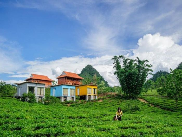 Đồi chè Mộc Châu