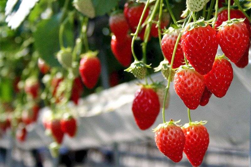 Dâu tây tươi Đà Lạt căng mọng