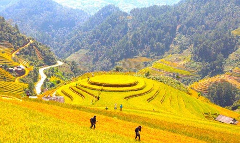 Tháng 8 là mùa lúa chín tại Mù Cang Chải Yên Bái