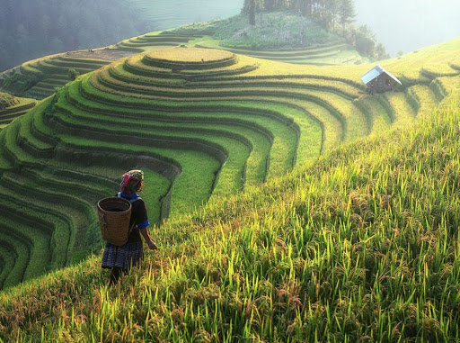 Lịch trình khám phá Sapa 2N1Đ - Đường lên Thị trấn trong mây hấp dẫn, cực chi tiết