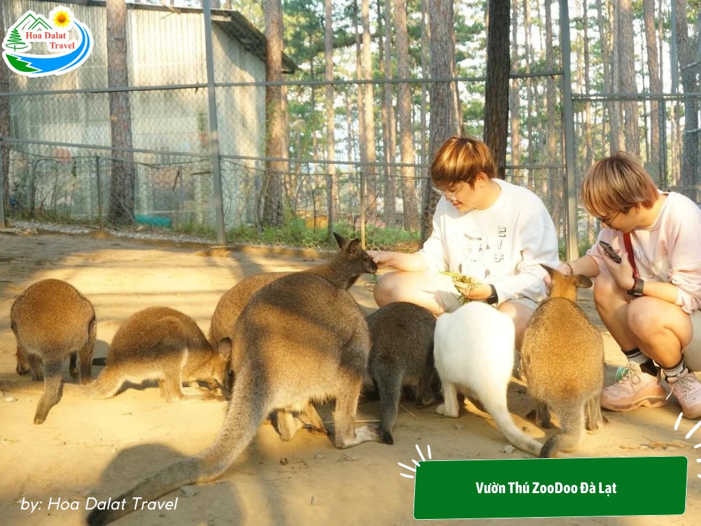 ZooDoo trên cung Đạ Nhim Lâm Đồng