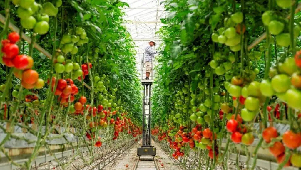 Đắm mình vào không khí giải trí đa văn hóa