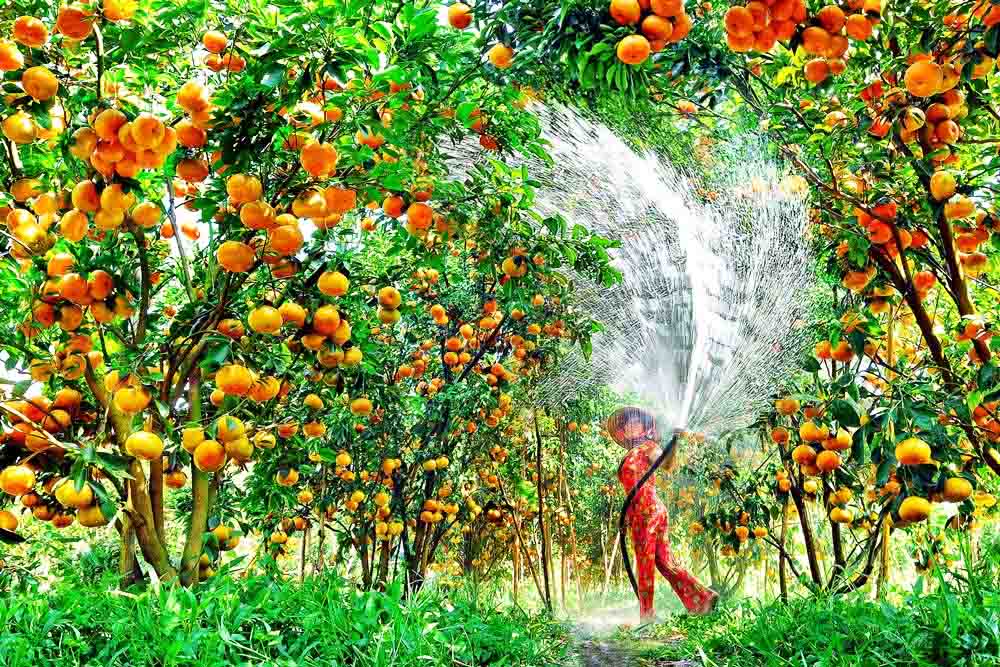 Du lịch miền Tây mùa trái cây