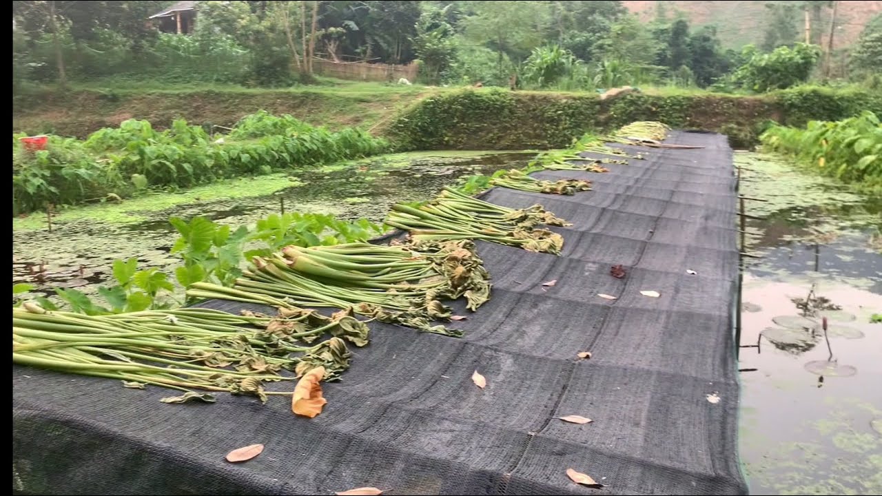 Ốc nước tươi, nấu cay nồng với thảo mộc