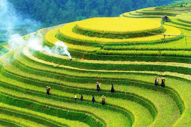 Mù Cang Chải: Ruộng bậc thang vàng rực và vẻ đẹp mê hoặc của du lịch chậm