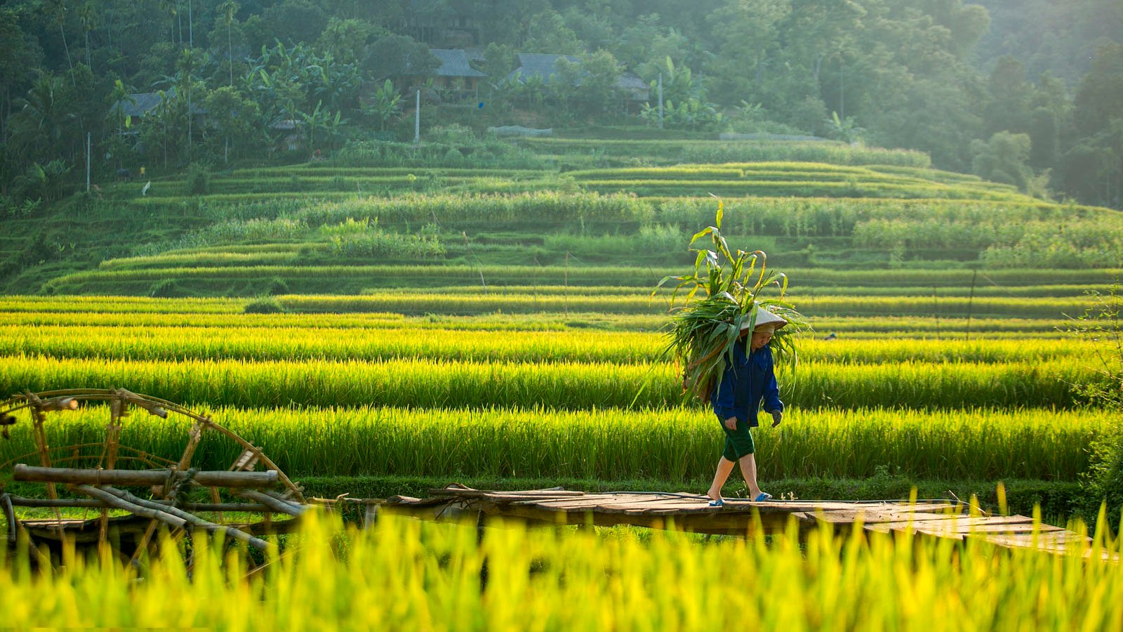Pù Luông: thiên nhiên được bảo tồn và những cánh đồng lúa bậc thang xanh mướt