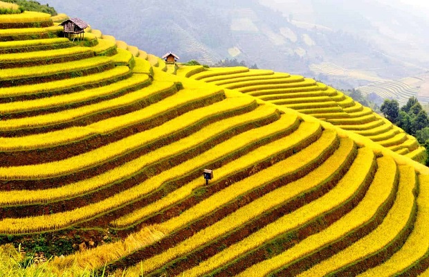 Sapa