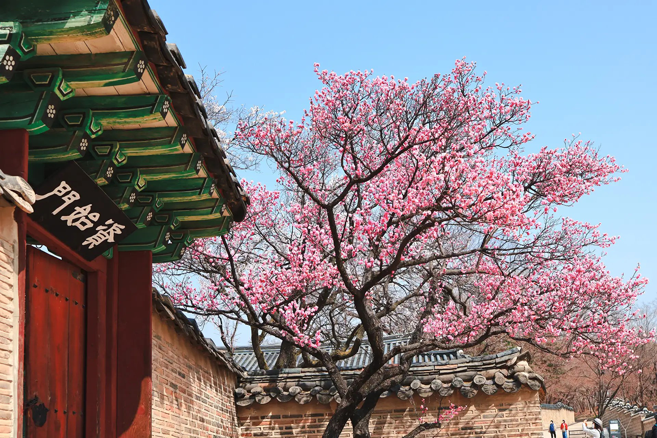 Khung cảnh hoa anh đào