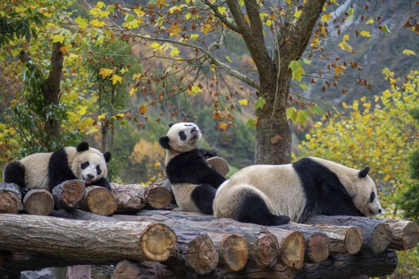 Quan sát gấu trúc tại Khu bảo tồn gấu trúc Thành Đô