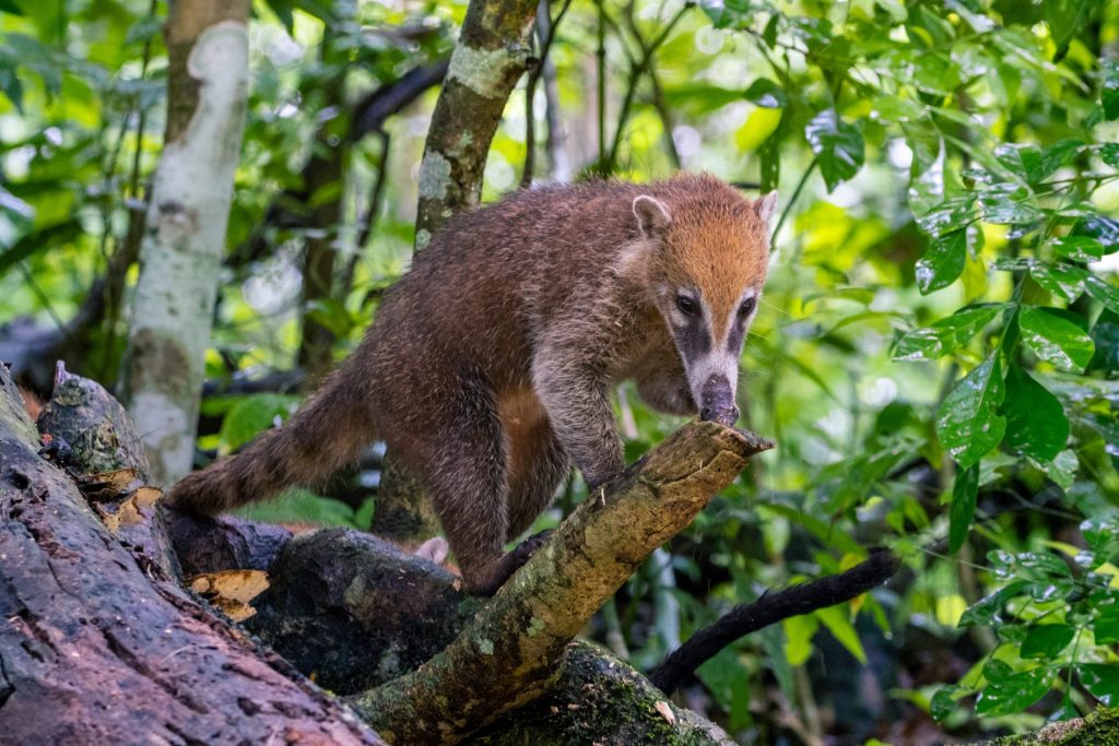 Gấu mèo Coati tại Vườn quốc gia São Joaquim