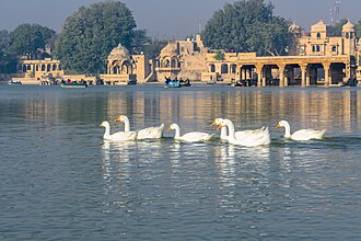 Đàn thiên nga trên mặt nước Gadisar Lake