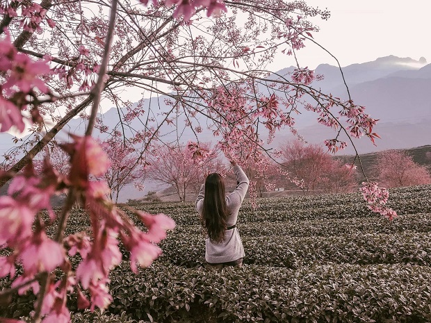 Hàng hoa anh đào rực hồng uốn lượn mềm mại giữa các luống chè xanh mướt tại đồi chè Ô Long