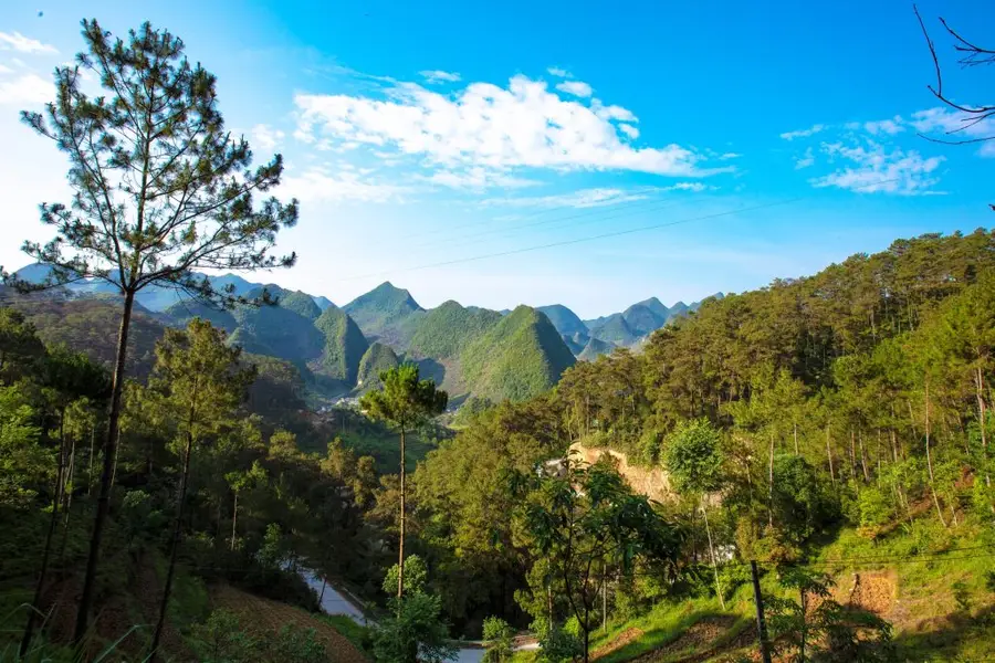 Rừng thông Yên Mình xanh mướt