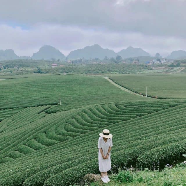 Đồi chè Mộc Châu