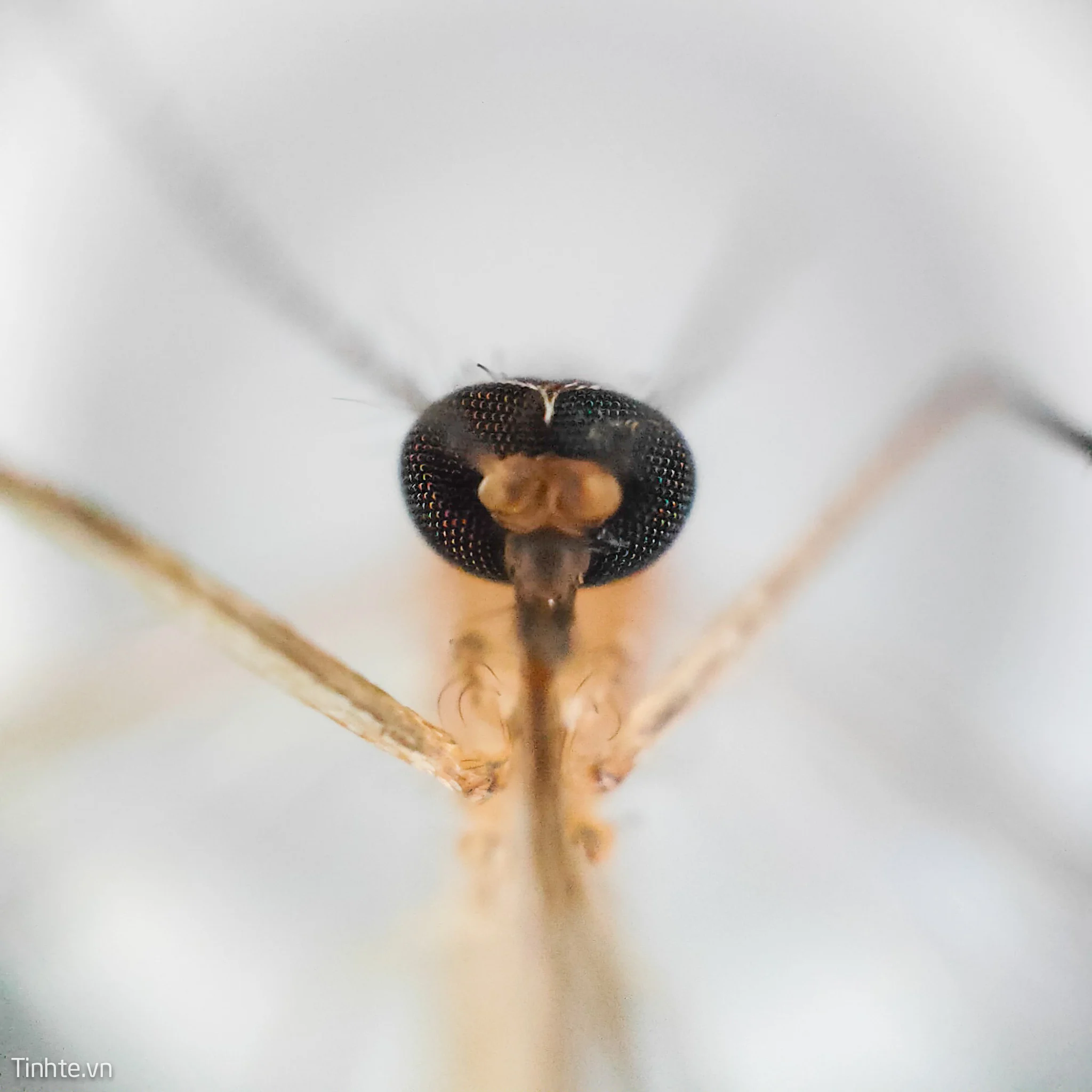 Chi tiết giải phẫu đầu muỗi vằn dưới kính hiển thị