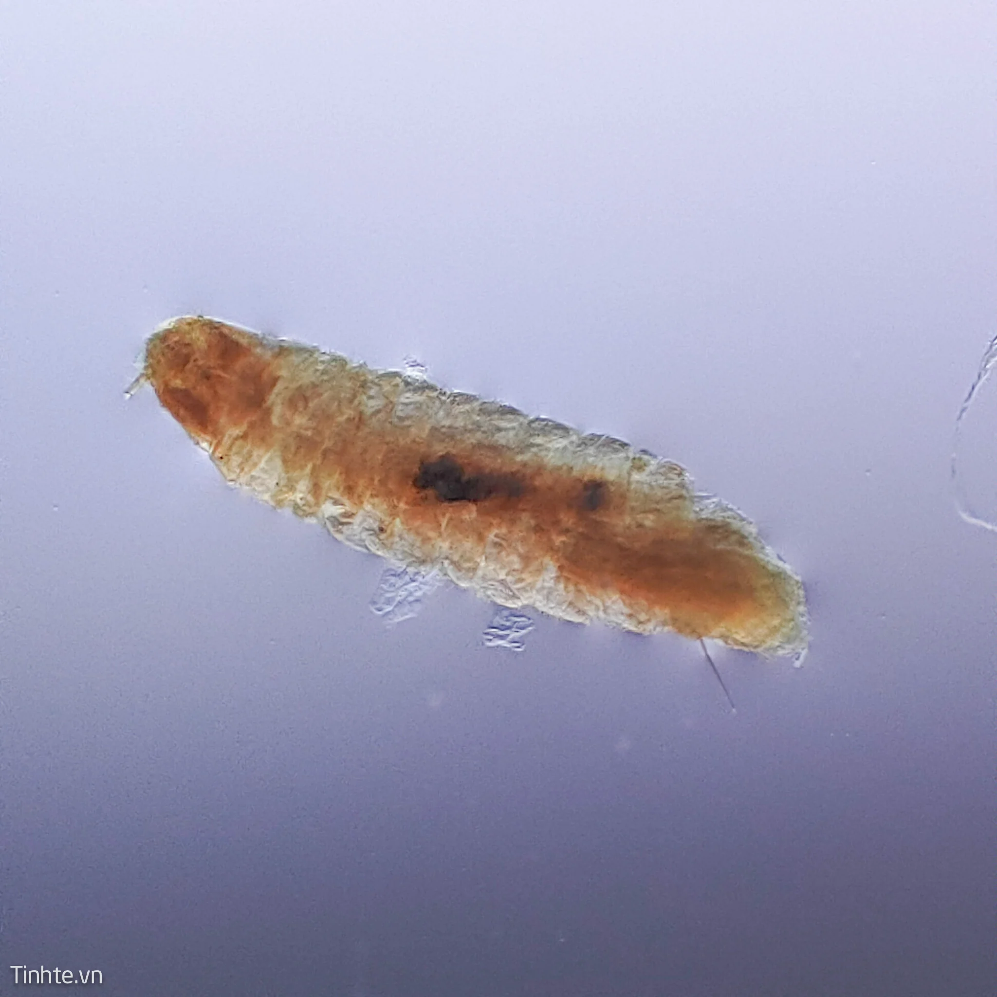 Trứng muỗi dưới góc nhìn phóng đại 60X với nhân màu cam ở trung tâm