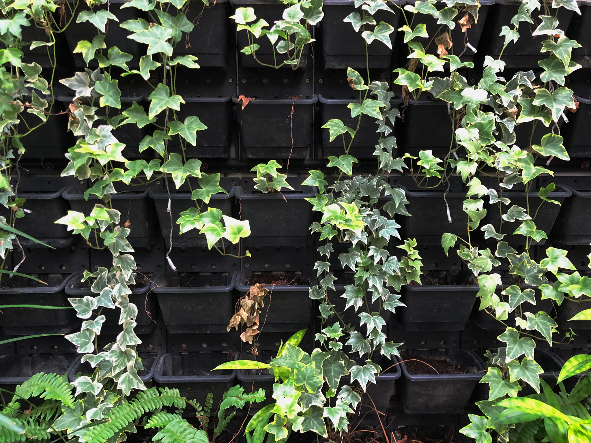 Thu thập trứng muỗi từ chậu cây ẩm ướt