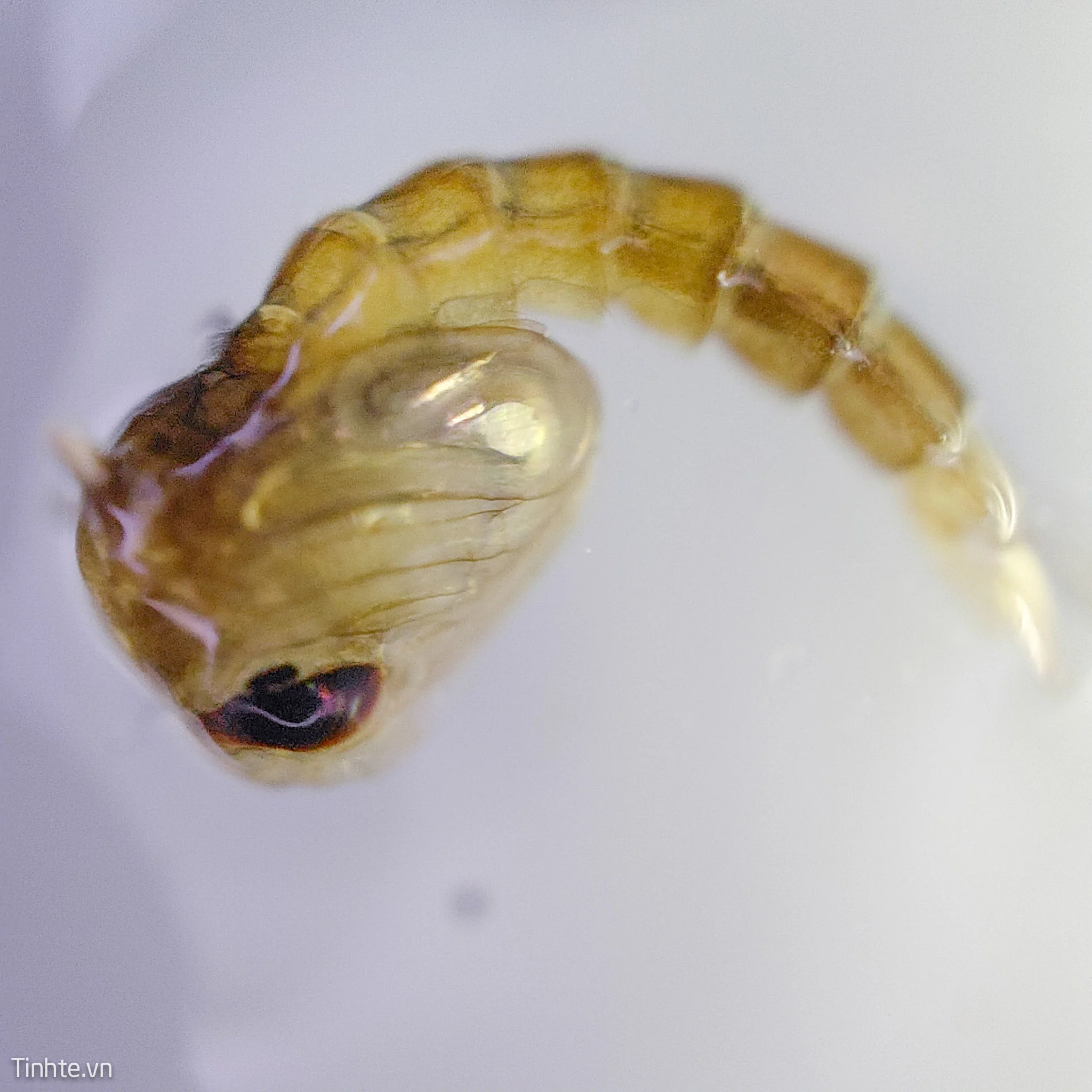 Nhộng muỗi - giai đoạn biến thái cuối cùng