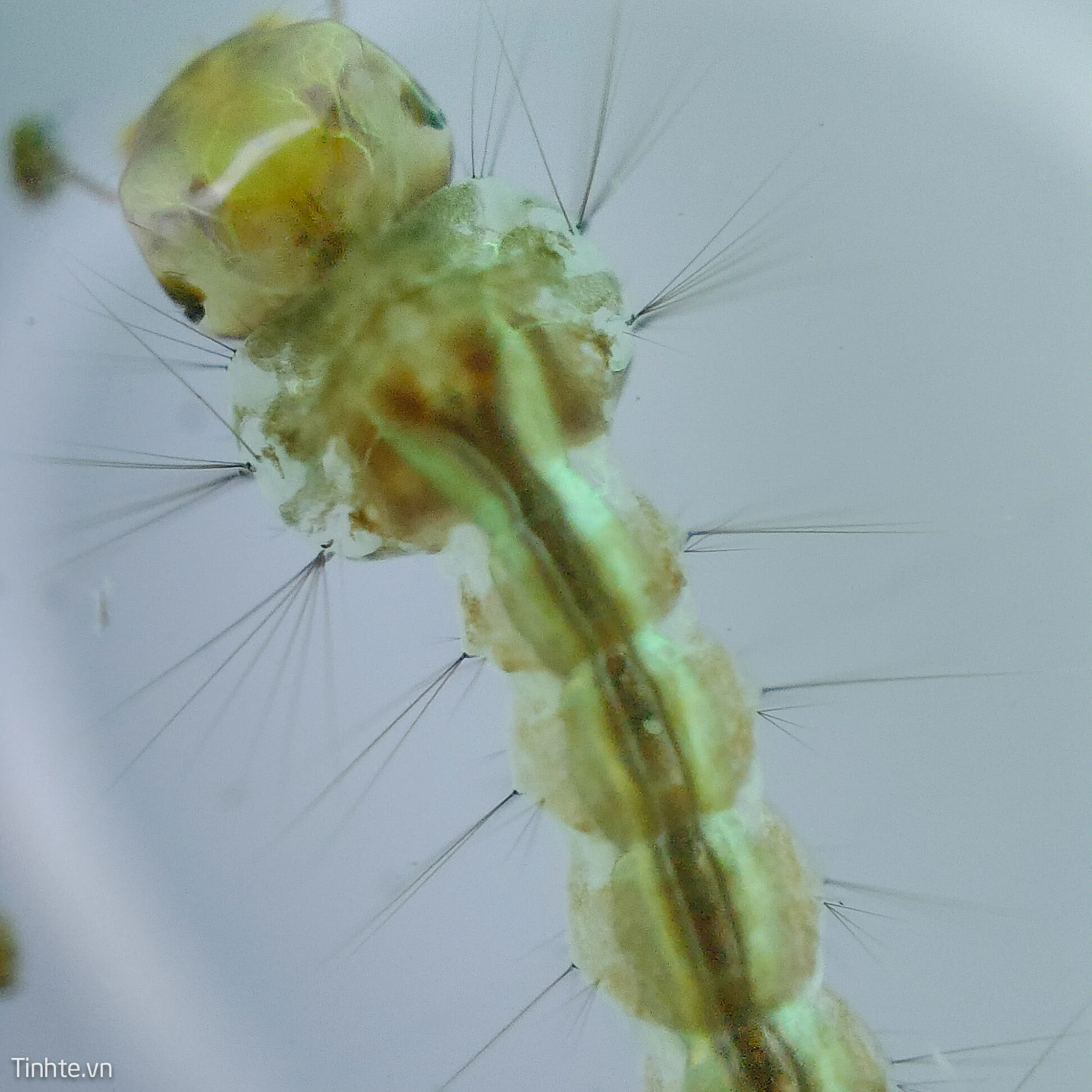 Lăng quăng phát triển với chi tiết cơ quan rõ rệt